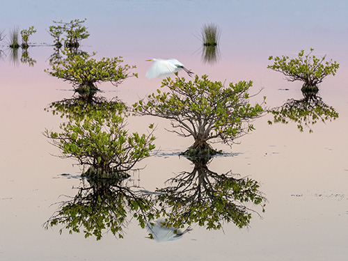 Mangroves at Dawn: A peaceful early morning moment at the Merritt Island National Wildlife Refuge in Florida. Photograph by MAP photography contest Runner Up Melodi Roberts of the USA